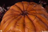 PRE-ORDER: PCS Collectibles Halloween: Jack-o-Lantern 1:1 Scale Collectible